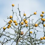 Bali-Reiseplan für die Trockenzeit für deutsche Urlauber