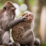 Bali Tierbeobachtung Monate – Beste Reisezeit für Deutsche