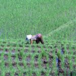 Bali Reisterrassen Timing