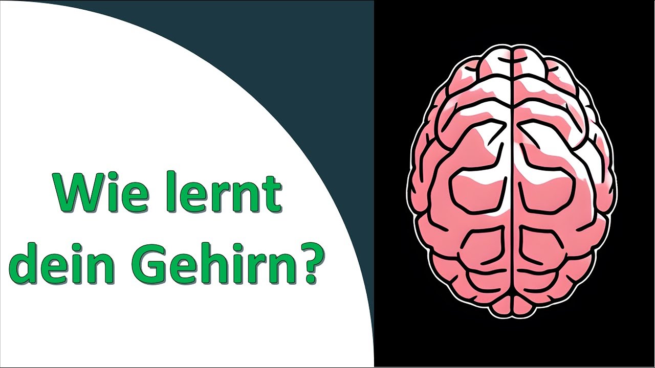 am besten sprachen lernen gehirn